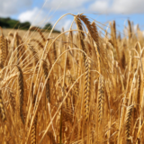 https://acoms.us/wp-content/uploads/2023/03/wheat-160x160.png